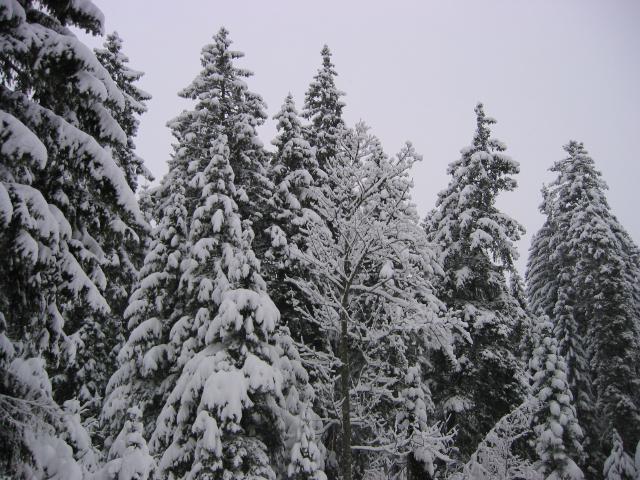 021176_Verschneite_Tannen.jpg
