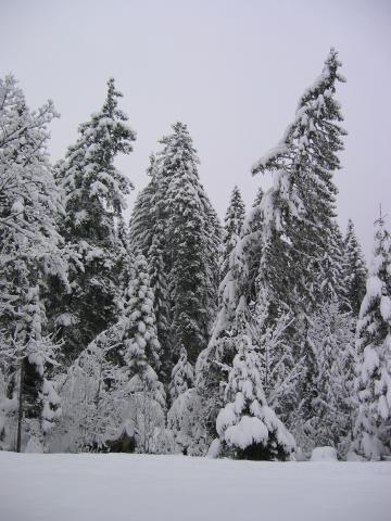 021178_Verschneite_Tannen.jpg