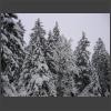 021176_Verschneite_Tannen.jpg