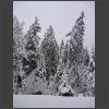 021178_Verschneite_Tannen.jpg