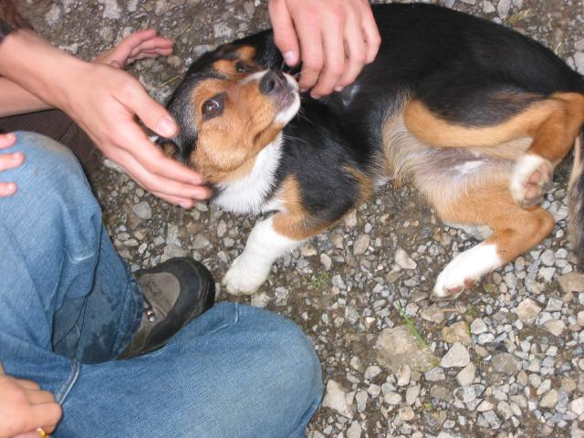 022816_Beim_Wandern_Hund.jpg