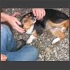 022816_Beim_Wandern_Hund.jpg