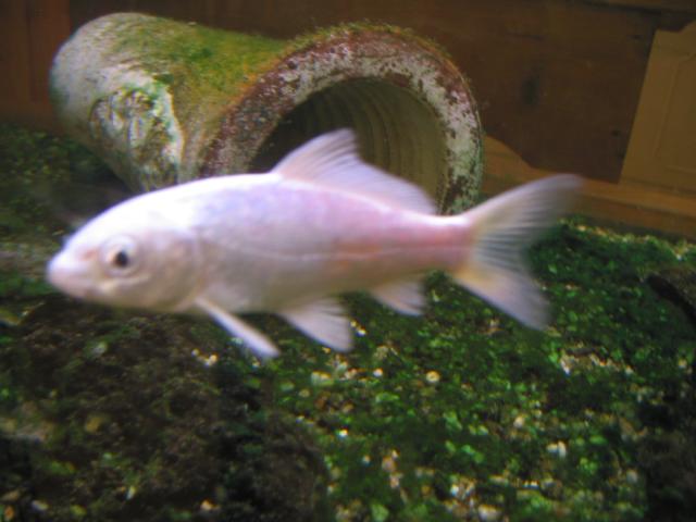 023370_Fisch_im_Aquarium.jpg