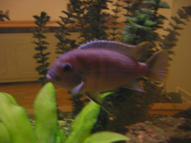 023371_Fisch_im_Aquarium.jpg