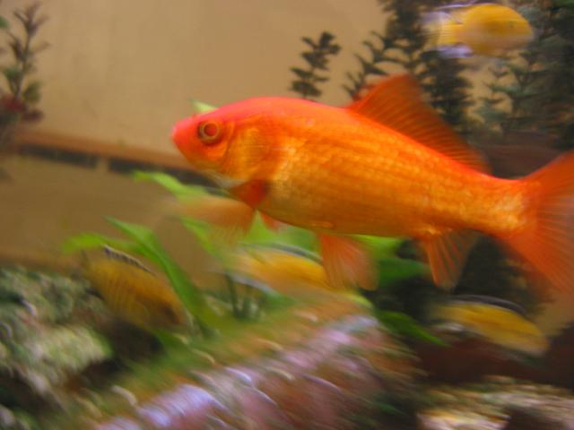 023372_Fisch_im_Aquarium.jpg