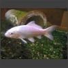 023370_Fisch_im_Aquarium.jpg