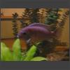 023371_Fisch_im_Aquarium.jpg