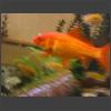023372_Fisch_im_Aquarium.jpg