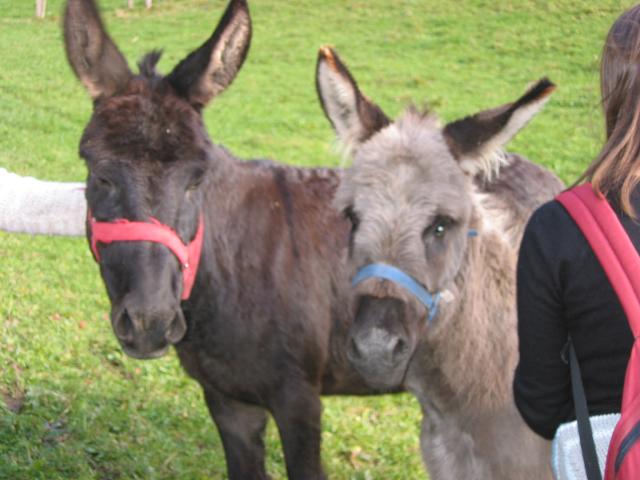 024389_Beide_Esel.jpg