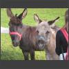 024389_Beide_Esel.jpg