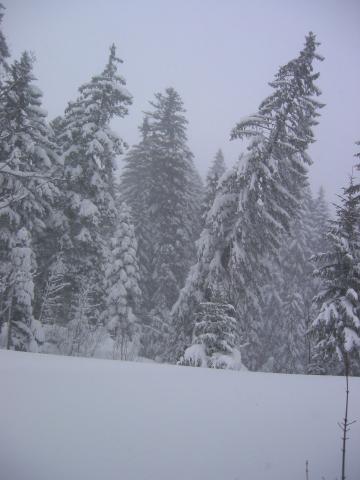 030409_Schnee_im_Nebel.jpg
