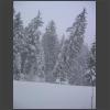 030409_Schnee_im_Nebel.jpg