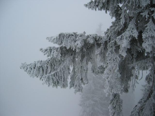 034902_weisse_Tanne.jpg
