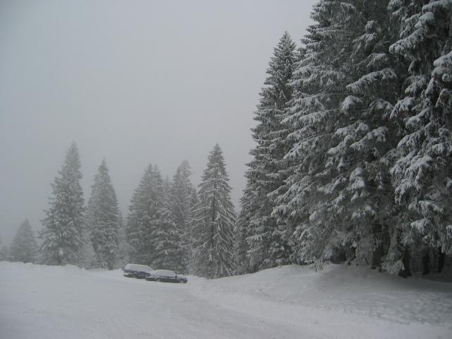 034919_verschneite_Baeume.jpg
