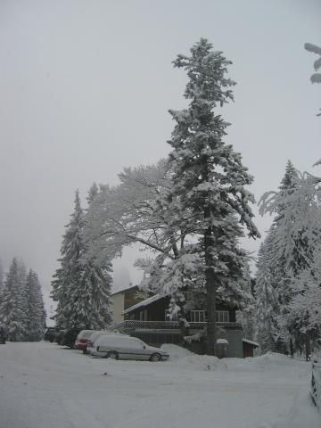 034920_verschneite_Baeume.jpg