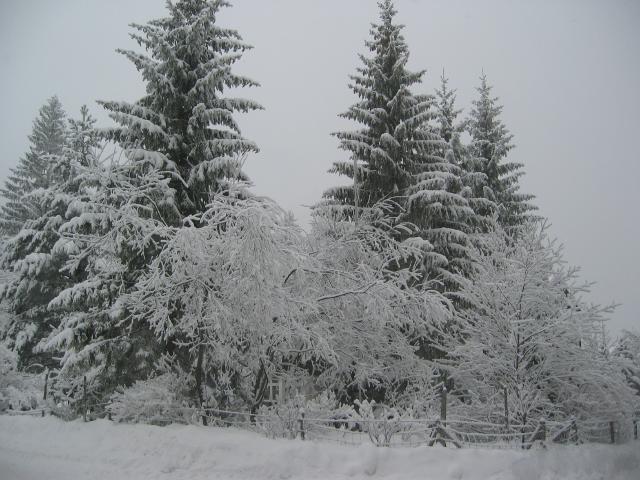 034921_verschneite_Baeume.jpg