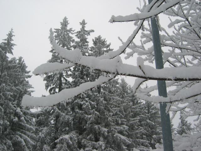 034924_gefrorener_Ast.jpg