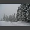 034919_verschneite_Baeume.jpg