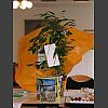 041463_Baum_fuer_Desiree.jpg