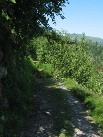 043811_verirrter_Baum.jpg
