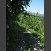 043811_verirrter_Baum.jpg