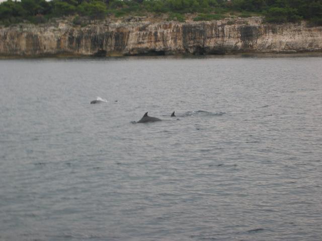 045587_Delfine.jpg