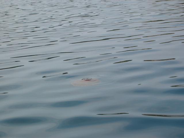 045686_grosse_Qualle.jpg