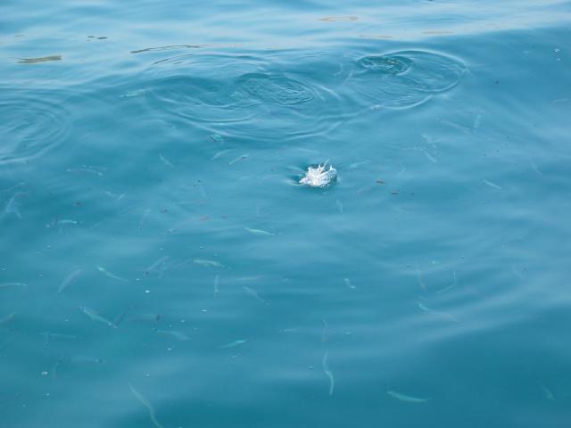 046053_Hungrige_Fischli.jpg