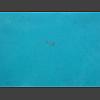 045677_Qualle.jpg