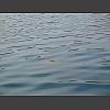 045686_grosse_Qualle.jpg