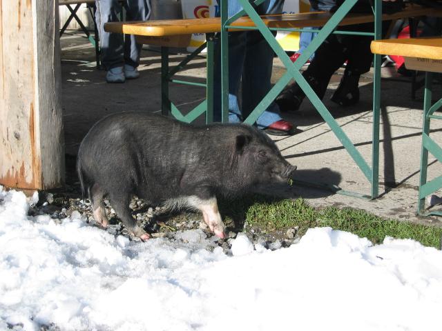 046749_Schweinchen_Dick.jpg