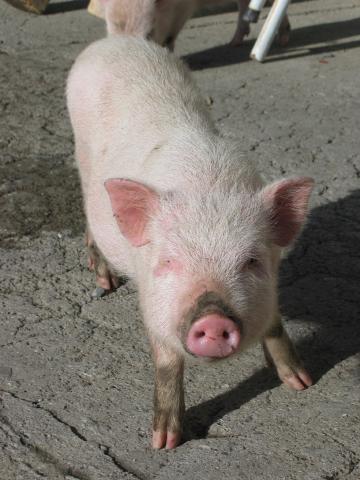 046759_Schweinchen_Rosa.jpg
