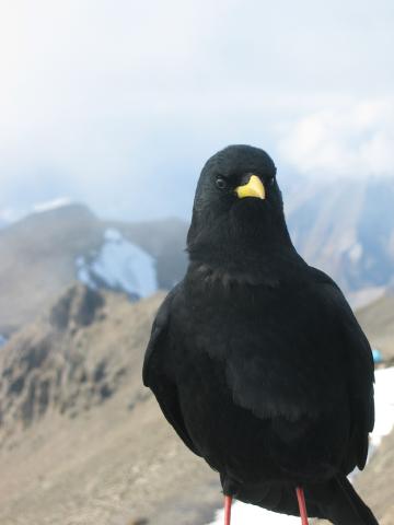 047967_Bergdohle.jpg