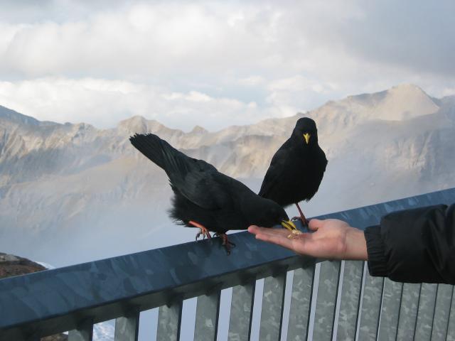 047971_Fressen_aus_der_Hand.jpg