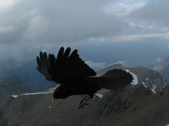 047989_Bergdohle.jpg
