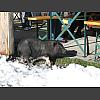 046749_Schweinchen_Dick.jpg