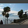 047236_Palmen_Lago_Maggore.jpg
