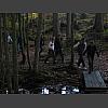 047585_Waldspaziergang.jpg