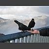 047971_Fressen_aus_der_Hand.jpg