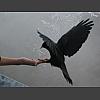 048000_aus_der_Hand_fressen.jpg