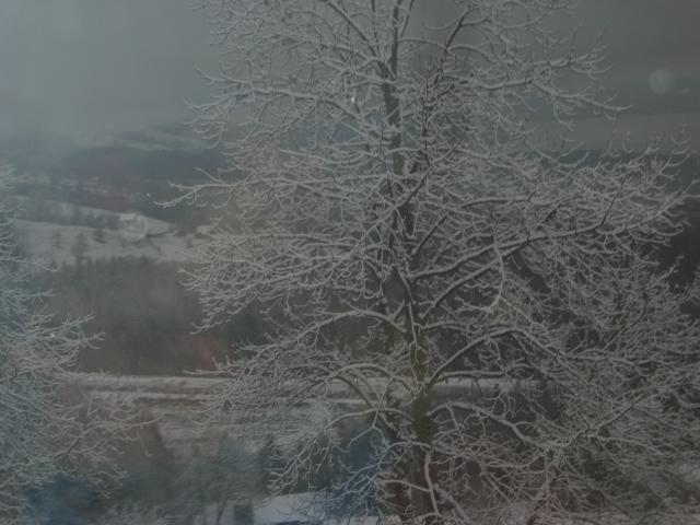 049075_Schneebaum.jpg