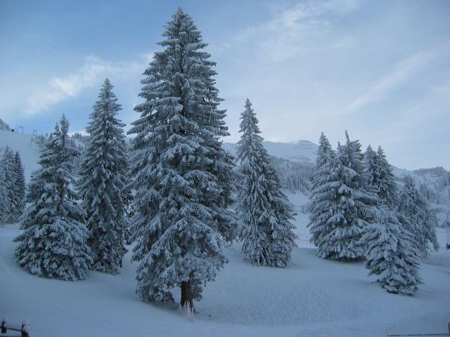 049212_verschneite_Baeume.jpg