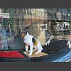 051072_Dame_und_Hund_im_Boot.jpg
