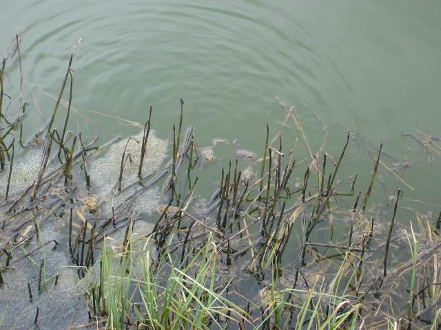051263_Froesche.jpg