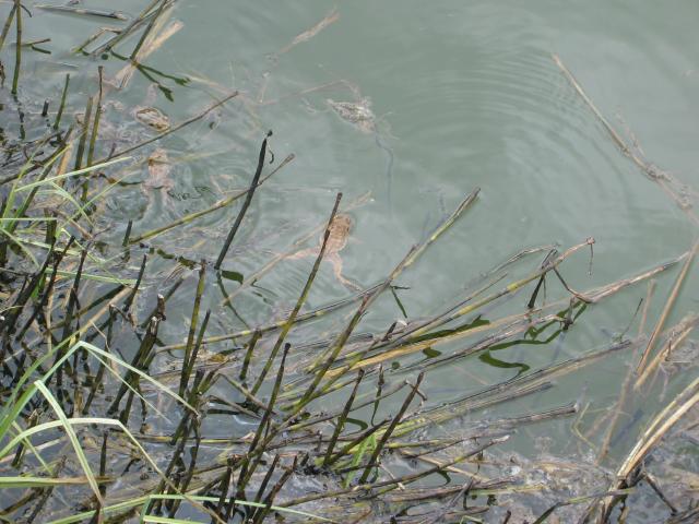 051266_Froesche.jpg