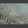 051266_Froesche.jpg