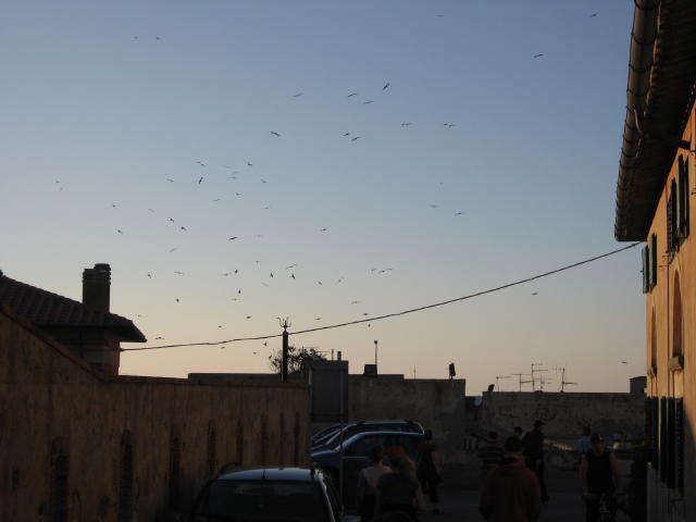 073266_Vogelschwarm.jpg