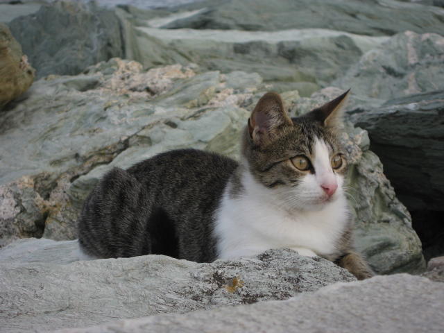073423_Katze.jpg
