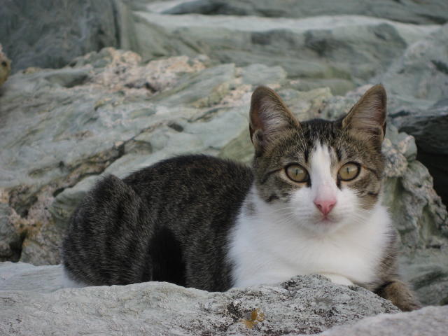 073424_Katze.jpg