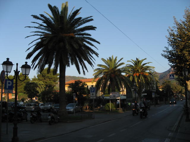073783_Palmen.jpg